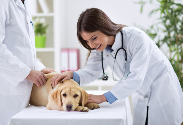 Veterinarian treating a dog